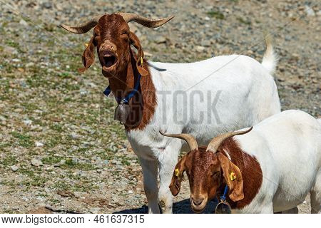 Close-up Of Two White And Brown Horned Mountain Goats With Cowbell, Carnic Alps, Feistritz An Der Ga