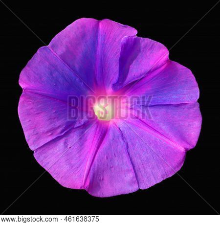 Lilac Purple Violet Beautiful Morning Glory Flower Ipomea Close Up On Black Background