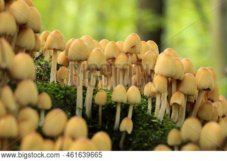Mushrooms tree trunk Closeup Nature Macro plant Nature background trees Nature background Nature background Mushroom Nature autumnal Nature background Nature background Autumn forest Nature background outdoor Nature background Nature background.