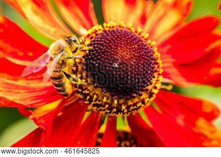 A Macro Portrait Of A Honey Bee Sitting On The Side Of A Red Helenium Moerheim Or Mariachi Flower Co