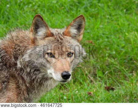 Coyote At Parc Omega In Montreal, Canada