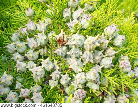 Background From Coniferous Leaves. Cypress Cones. Cypress Needles. Beautiful Natural Background. Pin