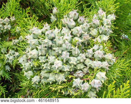 Background From Coniferous Leaves. Cypress Cones. Cypress Needles. Beautiful Natural Background. Pin