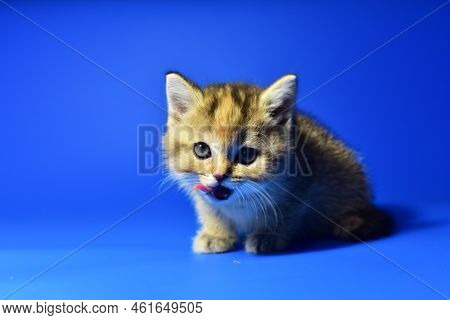 Small Kitten Of The British Chinchilla Breed On Blue Background. Little Baby Cat Lick. Babycat With