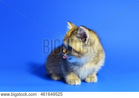 Small Kitten Of The British Chinchilla Breed On Blue Background. Little Baby Cat Lick. Babycat With 