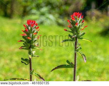 Close-up Photography Of Two Scarlet Indian Paintbrush Flowers Captured In A Field Near The Colonial 