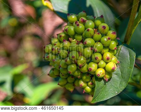 Macro photography of a bunch of uripe Viburnum triphyllum berries, captured in a forest near the col