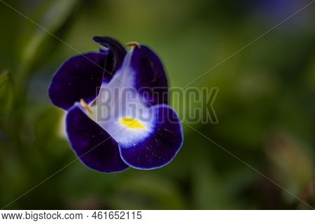 Torenia Fournieri Linden. Ex Fourn - Photographed In Changchun, China
