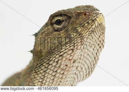 The Oriental Garden Lizard Calotes Versicolor Isolated On White Background