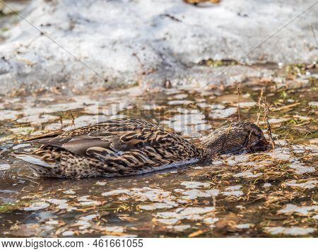 The Surface Of The Water Is Partially Covered With Ice. Mallard Duck Swmming In Winter River.dangero