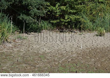 Swamp Lake Of A Nature Reserve During Summer Drought Without Water And Cracked Ground