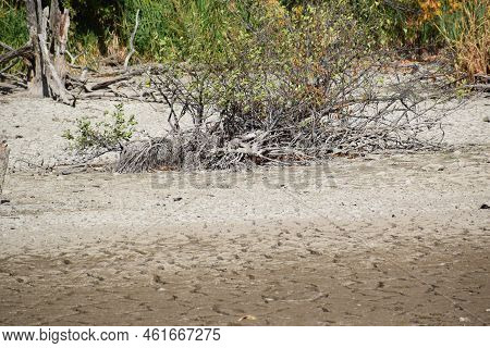 Dead Trees In A Dry Swamp Lake
