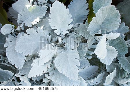 Beautiful Silver Dust Cineraria Maritima In The Garden, Autumn Time, Closeup. Natural Background Of 