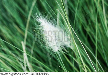 Feathertop Grasses Pennisetum Villosum Spikelet, Close-up, Nature