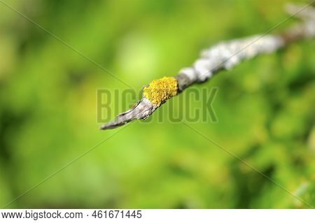 Close Up On Yellow Moss On Branch In Swedish Forest Sweden Nature Tree