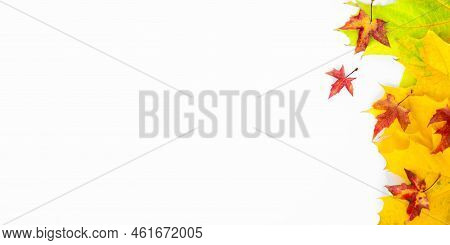 Banner Of The Background Of Many Yellow Maple Leaves With Space For Text On A White Background. Autu