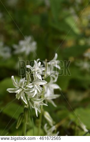 Drooping Star-of-bethlehem White Flowers In The Spring