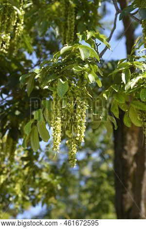 Caucasian Wingnut Tree Branch In The Spring