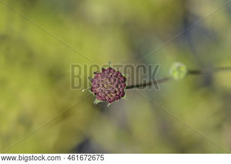 Macedonian Scabious Flower Bud In The Garden