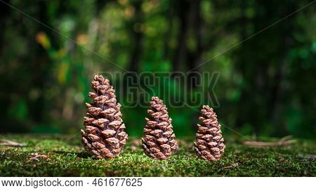 Wooden Three Pinecone Or Conical Shape On Green Grass To Show Calm And Fresh Environmental Atmospher
