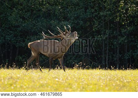Red Deer Stag Roaring On A Meadow Backlit By Evening Sun In Rutting Season