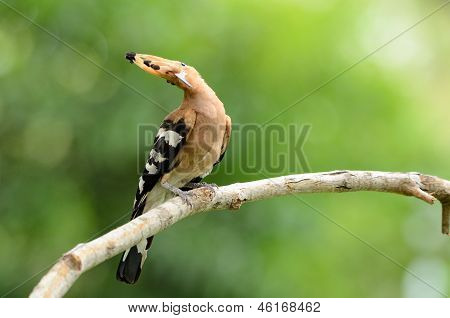 Eurasian Hoopoe (upupa Epops)
