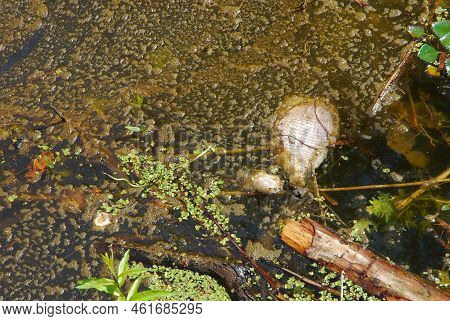 A Dead Fish Floats In A Polluted River. Poisoned Dirty Water.  Ecological Disaster 2022, River Odra 