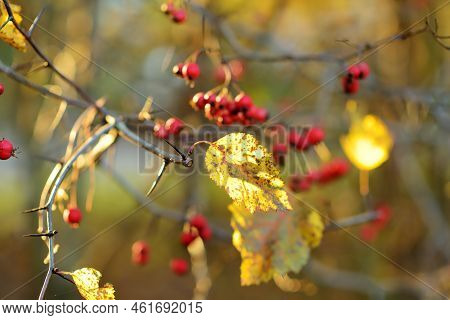 Ripe Red Fruits Of Hawthorn Or Single-seeded Hawthorn, On A Hawthorn Tree Branch On Autumn Day