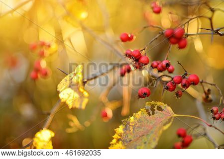 Ripe Red Fruits Of Hawthorn Or Single-seeded Hawthorn, On A Hawthorn Tree Branch On Autumn Day
