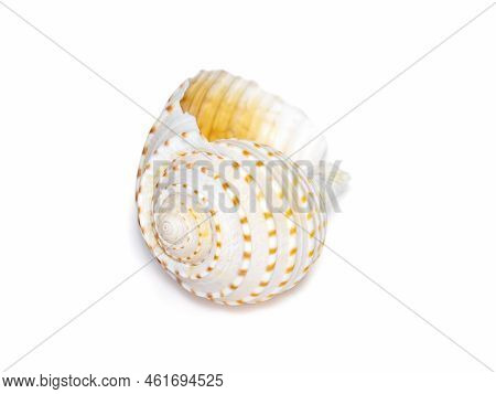 Image Of Seashells Tonna Tesselata On A White Background. Undersea Animals. Sea Shells.