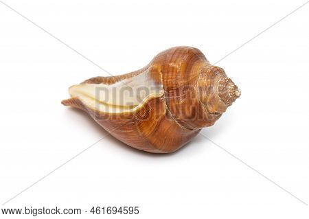 Image Of Pugilina Cochlidium (spiral Melongena) On A White Background. Red Sea Snail. Undersea Anima