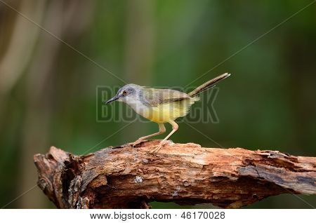 Prina flaviventris