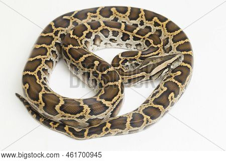 Snake Burmese Python, Python Molurus Bivittatus, Isolated On White Background