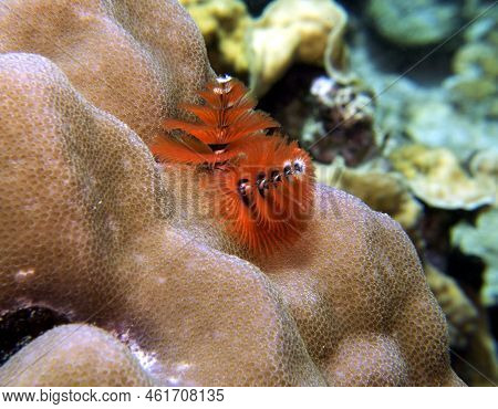 An Orange Christmas Tree Worm, Spirobranchus Giganteus Boracay Island Philippines