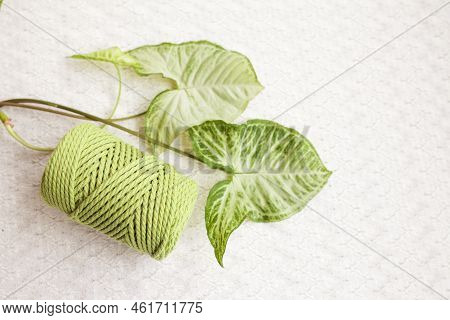 Handmade Macrame Braiding And Cotton Threads On White Textile Background. Green Cotton Macrame Cords
