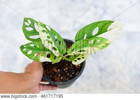 Monstera Adansonii Albo  Variegated Giant In The Pot