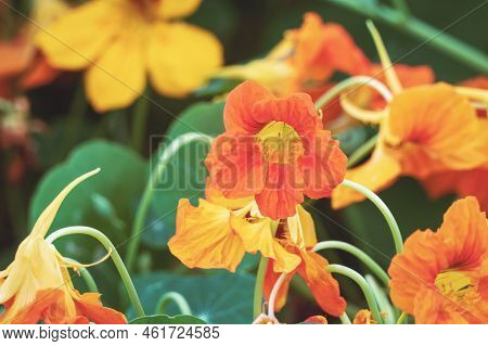 Garden Nasturtium, Tropaeolum Maju, Monks Cress Edible Plants And Flowers Closeup