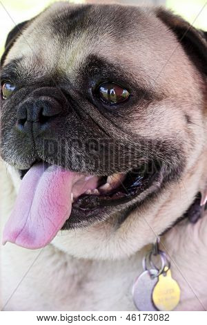 Nefes nefese pug