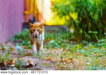 A Brazen Red-haired Cat Looks Into The Camera