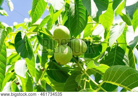 Photography On Theme Beautiful Nut Branch Walnut Tree