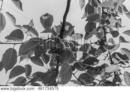 Photography On Theme Beautiful Fruit Branch Cherry Tree