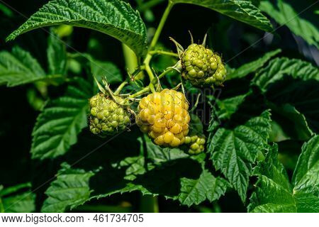 Photography On Theme Beautiful Berry Branch Raspberry Bush