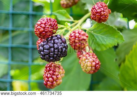 Photography On Theme Beautiful Berry Branch Blackberry Bush