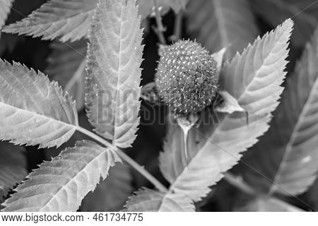 Beautiful Berry Branch Japanese Strawberry Bush