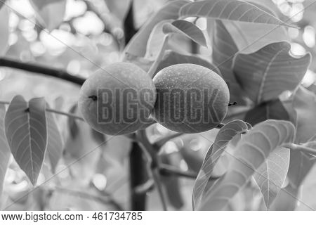 Photography On Theme Beautiful Nut Branch Walnut Tree