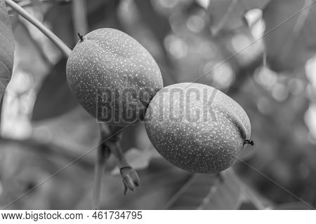 Photography On Theme Beautiful Nut Branch Walnut Tree