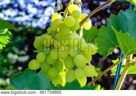 Photography On Theme Beautiful Berry Branch Grape Bush