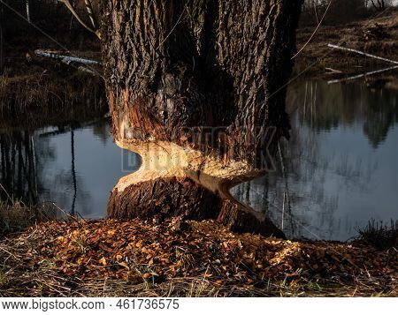 Big, Growing Tree With Impressive Beaver Damage And Signs On Wood Trunk From Teeth. Tree Almost Cut 
