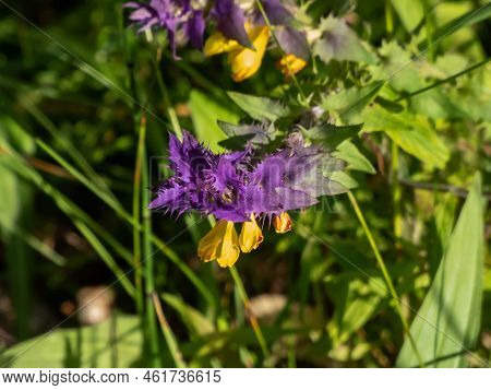 Close-up Of The Wood Cow-wheat (melampyrum Nemorosum) Flowering With Flowers In Yellow And Red Contr