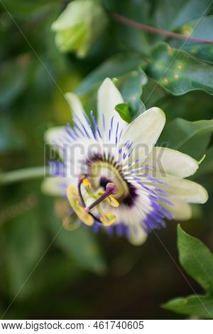 Passiflora Caerulea, Known As Blue Passionflower, Bluecrown Passionflower Or Common Passion Flower. 